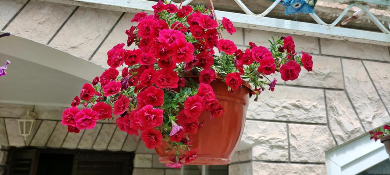 Apartments 1000 Flowers Stari Grad  Extérieur photo